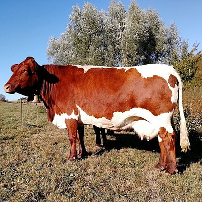 Großmutter LISSI (V.Stratus)