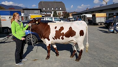 Mit dem Kauf von Jungkuh Paula wurde auch der Beitritt zum RZV Salzburg beschlossen!