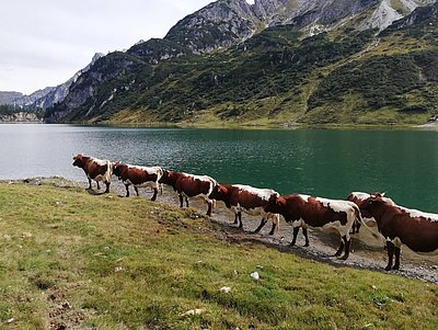 Vorbei am Tappenkarsee, bevor auch hier der Abstieg wartet!