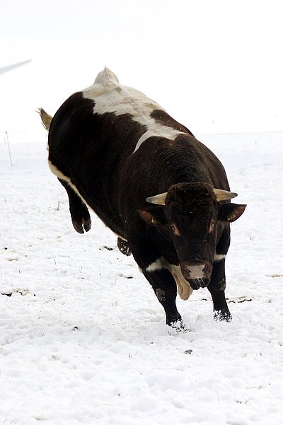 Ein ordentliches Paket von Stier....