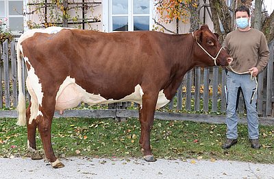 Hochleistungskuh BROIN (V.Matisse Red, 70,7%RF) von Alexander Gensbichler, Perfeld, Hinterglemm