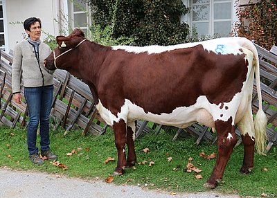 Reinrassige Zweitkalbskuh ZENZI (V.Felix) von Veronika Eder, Bachseit, Bruck