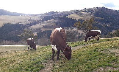 Drei von 18, Tendenz steigend! v.l. Erle, Alfa, Enzian - der aktuelle Pinzgauer-Kuhbestand von Tanja u. Hannes Prettenthaler in Kainach
