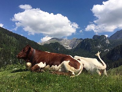 Oberhalb des Königssees in Berchtesgaden - die Kalbinnen von Annemarie Sterzinger, Bichlhof auf der Büchsenalm!