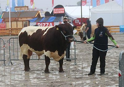 Einen super Auftritt lieferte der genetisch hornlose Stier NUPUR von Norbert Übler in Hirschbach!