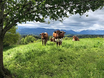 Burgers Ochsen genießen im Dietramszell,