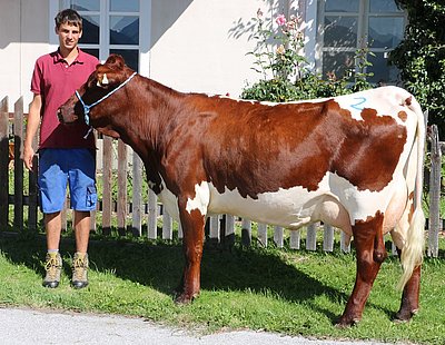 Zweitkalbskuh Otti (V.Ramorat, 6,4%RF) von Hubert Eder, Bachseit, Bruck