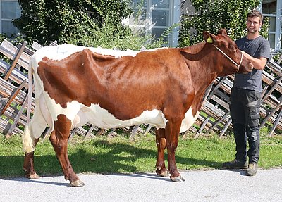 Zweitkalbskuh ERLE (V.Flint, 35%RF) von Josef Edenhauser, Innergrub, Fieberbrunn/T.