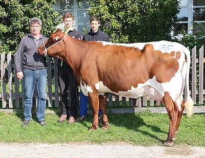 Drittkalbskuh BLEAML (V.Lotus) von der LFS Bruck, Piffgut, Bruck/Glstr.