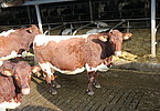 IMG 4695