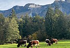 Paradies am Fuße des Untersbergs - bei Bernhard Schnugg, Schwaigspitzer in Großgmain