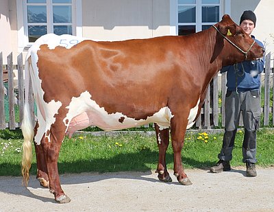Jungkuh MIRABELL (V.Ladd Red) vom Landesgut Litzlhof