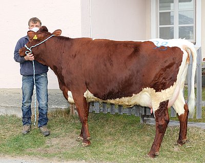 Jungkuh FANNI (V.Reisser, 51,9%RF) von Simon Schösser, Schnablern, Fusch/Glstr.