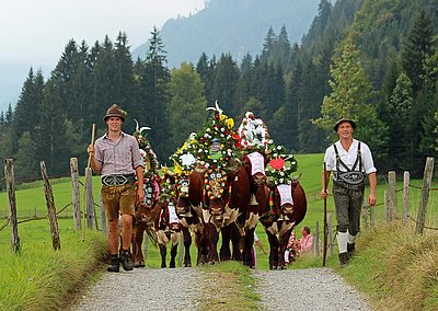 Voller Freude und Stolz führen Peter jun. und sen. die Oberleinkühe nach Hause!