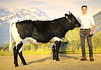 Kat.Nr. 267 - Pinzgauer Fleisch-Kalbin MARTHA (V.Moor) v. Benedikt Rainer, Kössner, Maria Alm