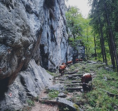 Nicht weniger beschwerlich wie der Anstieg - der Rückweg von der Reiter Alm!
