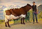 Kat.Nr. 208 - Gruppensiegerin ASTA (V.Streber) v. Gesnbr. Zehentner, Oberpiebing, Saalfelden