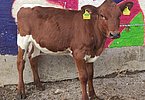 Genetisch hornloses Pinzgauerkalb (Malsara x Scotti Red Pp) von Hans Georg Innerhofer, Reit, Hollersbach