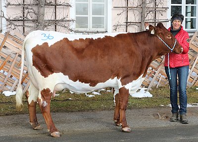 Zweitkalbskuh WOLFI (V.Fürst) von Veronika Eder, Bachseit, Bruck