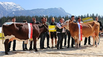 Die beiden großen Siegerinnen - Euterreservechampion und Miss Reserve Kaiserwinkel ROMY vom Hacklgut und Fleckvieh- und Euterchampion sowie Miss Kaiserwinkel DORINA (V.Impression) von Hannes Schreder, Gabichl!
