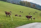 Qualität, die bereits aus der Ferne klar erkennbar ist und für die Anton Kogler, Grub in Stuhlfelden bekannt ist!