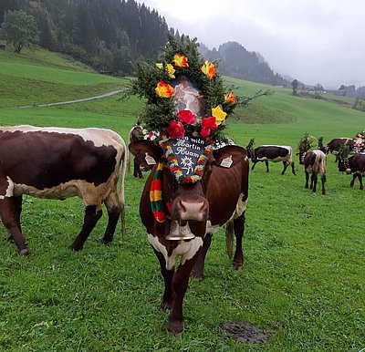 Ein Almabtrieb der Familie Klausner ist niemals wetterabhängig!
