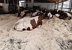 Entscheidend für das Wohlgefühl - die Liegefläche!