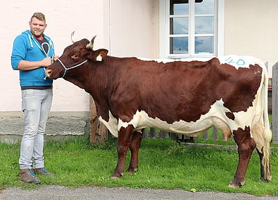 Zweitkalbskuh NUSS (V.Kapo) von Bernhard Harlander, Eyersberg, Goldegg