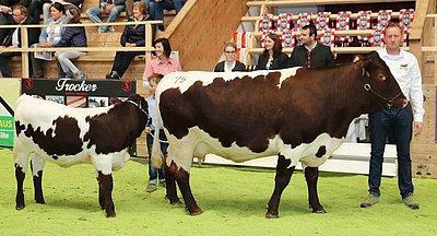 Alois Scheiber, Hartl in Leogang präsentierte eine qualitätsvolle Mutterkuh!