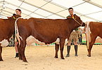 IMG 0560