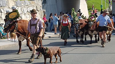 Freude und Dankbarkeit über einen geglückten Sommer und ein gesundes Heimkommen - Direktor Christian Dullnigg und Melkerin Martina Mühlbauer mit ihrer schön geschmückten Kuhherde!
