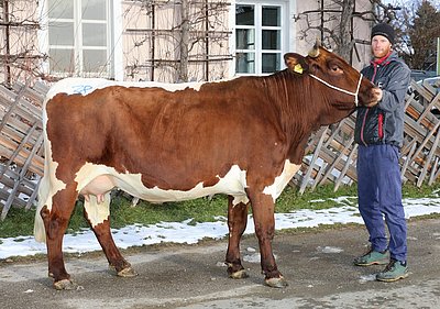 Jungkuh (V.Falke) von Michael Manzl, Ginzern, Hopfgarten