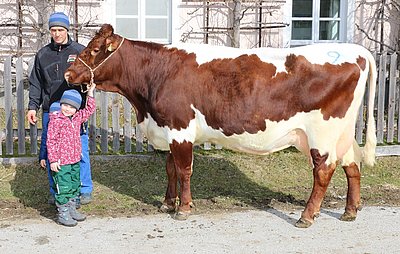 Drittlaktierende Donau (V.Ringo) von Josef Volgger, Nusser, Weißbach/L.