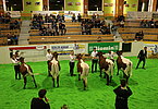 Qualitätsvoll - die Gruppe der Pinzgauer-Veredelungszucht!