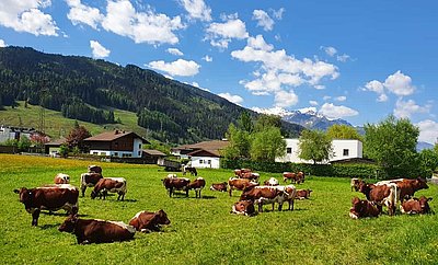 Bereit für den Almsommer im Fuschertal - die schöne Kuhherde vom Piffgut in Bruck!
