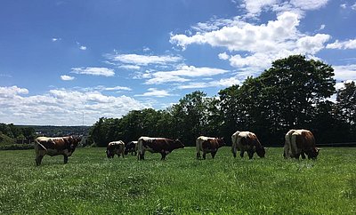 Ihnen fehlt schon gar nichts! Pinzgauerherde von Sara Nieveler in Eschweiler
