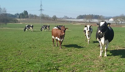 Ein schöner Farbtupfen inmitten der Holstein- und Jerseyherde von Nico Willauer!