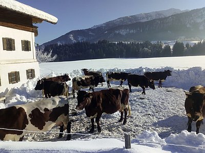 Die Produzentinnenn der BIO-Heumilch aus der Kaiserwinkl-Sennerei - die schöne Herde von Margit und Peter Landmann, Oberlein in Kössen!