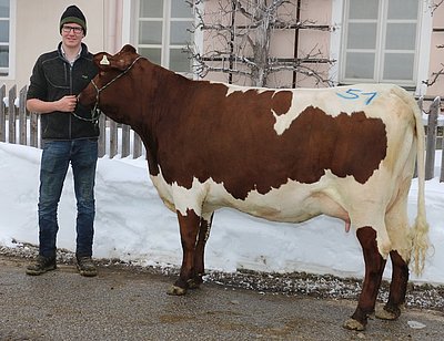 Jungkuh BAMBIE der Landwirtschaftlichen Fachschule Winklhof, Oberalm