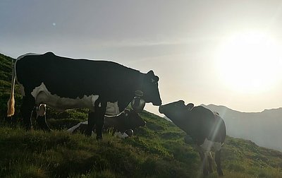 Freundliche Annäherung bei Sonnenaufgang auf der Haferlam in Bramberg