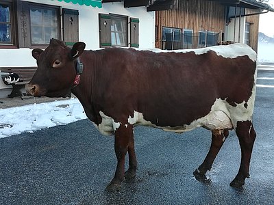 Zweitkalbskuh SCHWALB (V.Lotus) von Wolfgang Porsche, Schüttgut wechselte zu Thomas Schwingshackl ins Gsiesertal/Südtirol!