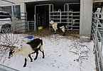 IMG 7748