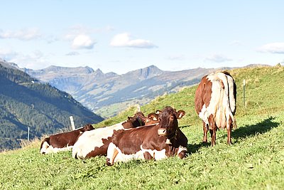 Die letzten kostbaren Almtage auf der Gruberalm in Saalbach!