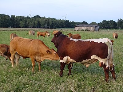 Mit Haller-Fit wurde ein vielversprechender genetisch hornloser Stier angekauft