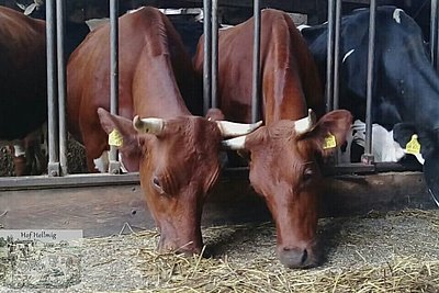 Brockmanns Natus hat für die gewünschte Kreuzungszucht am Hellmighof gesorgt!