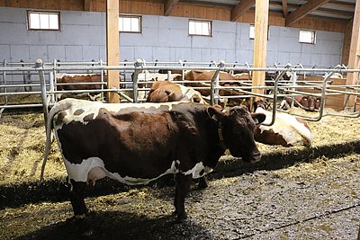 Starke Sechstkalbskuh EXEL (V.Gamon)