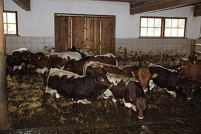 Qualitätsvolle Mutterkuhherde am Windbacherhof!