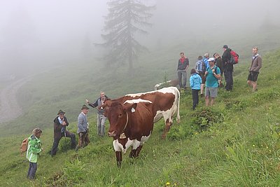 Die Schmalzgrube zeigt sich nebelverhangen, aber die Schönheit der Pinzgauer ist nicht zu übersehen!