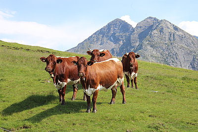 Sommerfrische Hinterplattenalm