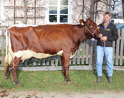 ALMA (V.Alando Red) von Peter Stöckl, Oberrohrer, Neukirchen/Gr.V.